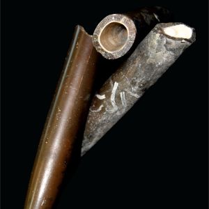 Cylindrotheutis sp_belemnit_Rosja_92